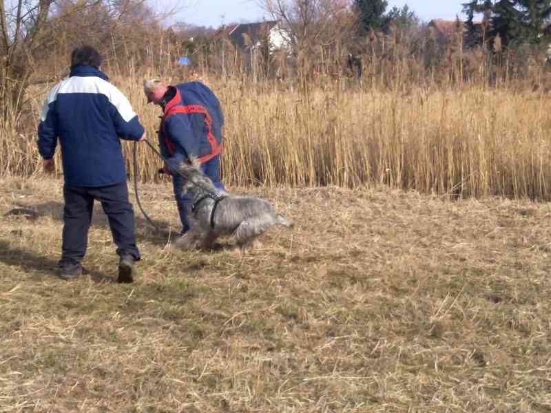 Knírač velký p+s s pp - foto 7