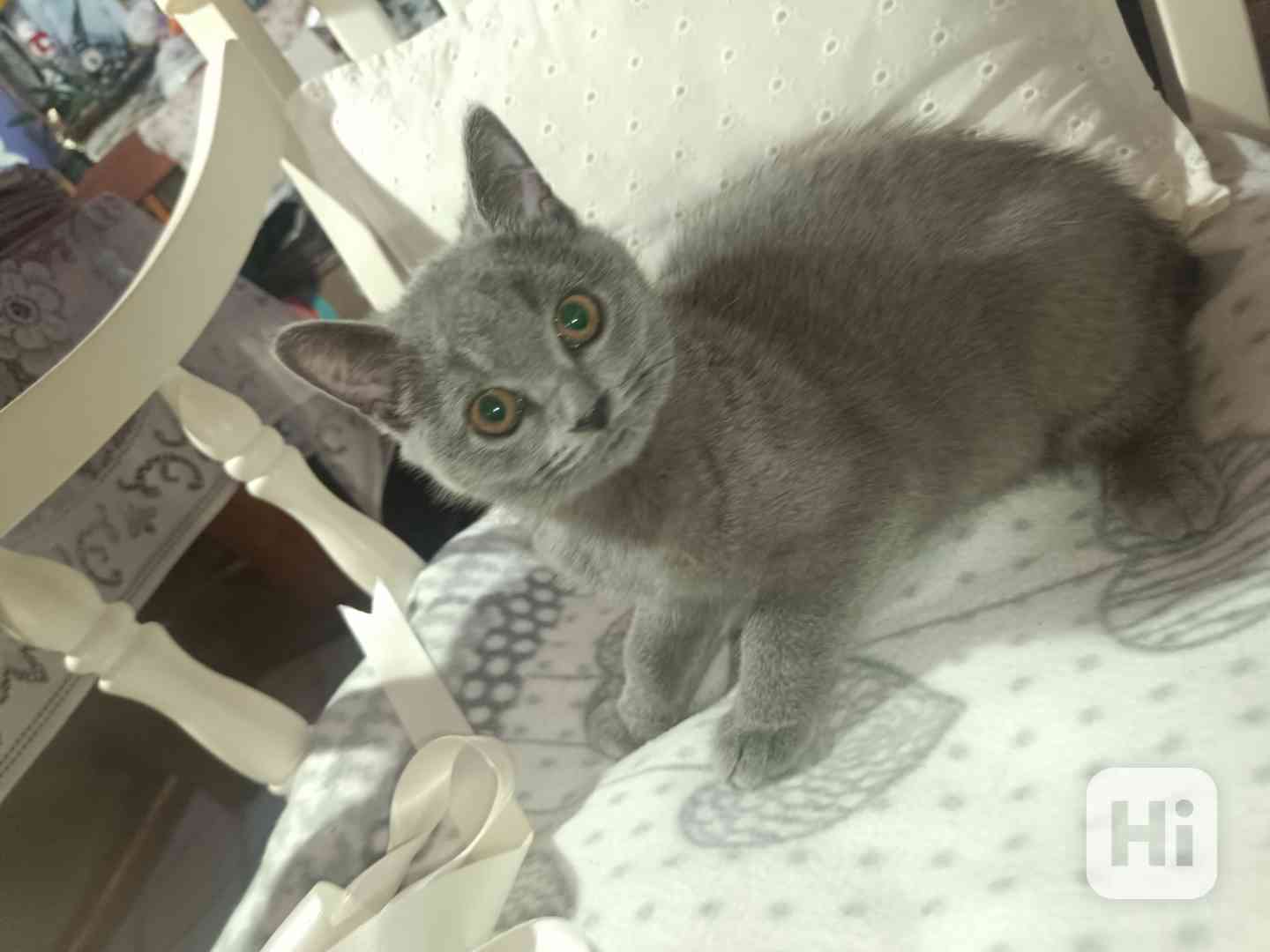 Britská modrá koťata bez PP - foto 1