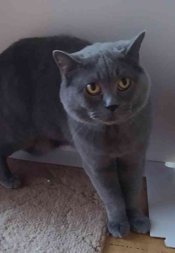 Britská modrá koťata bez PP - foto 4