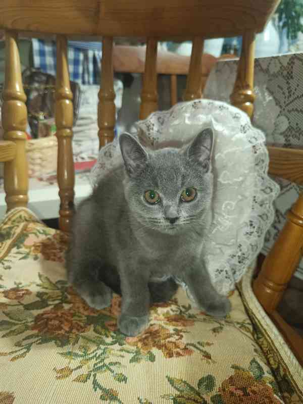 Britská modrá koťata bez PP - foto 2