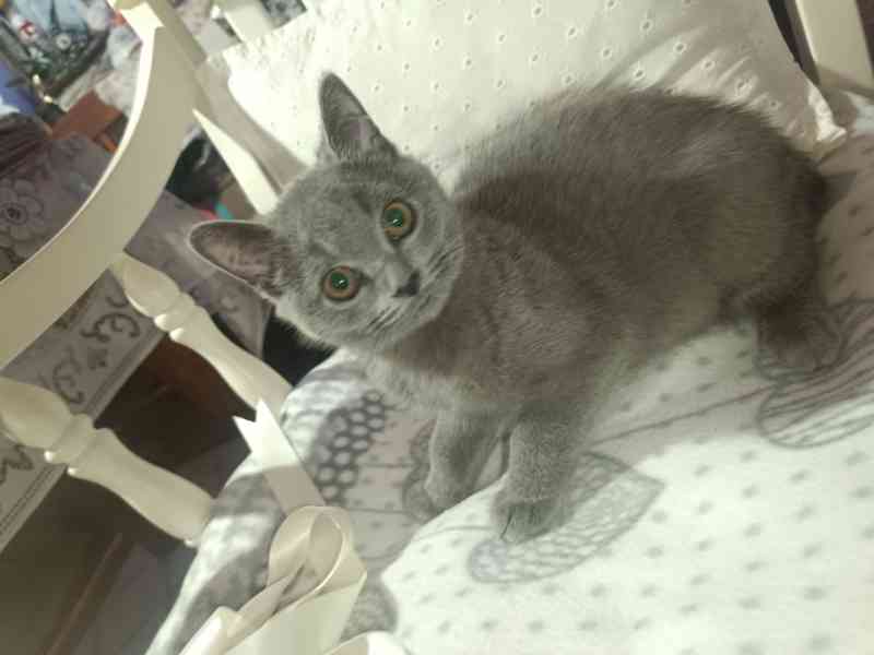 Britská modrá koťata bez PP - foto 1