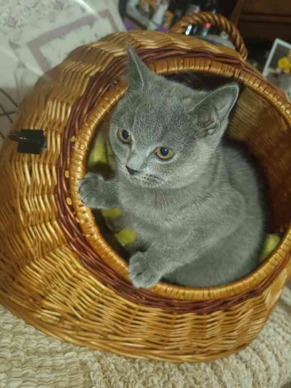 Britská modrá koťata bez PP - foto 3