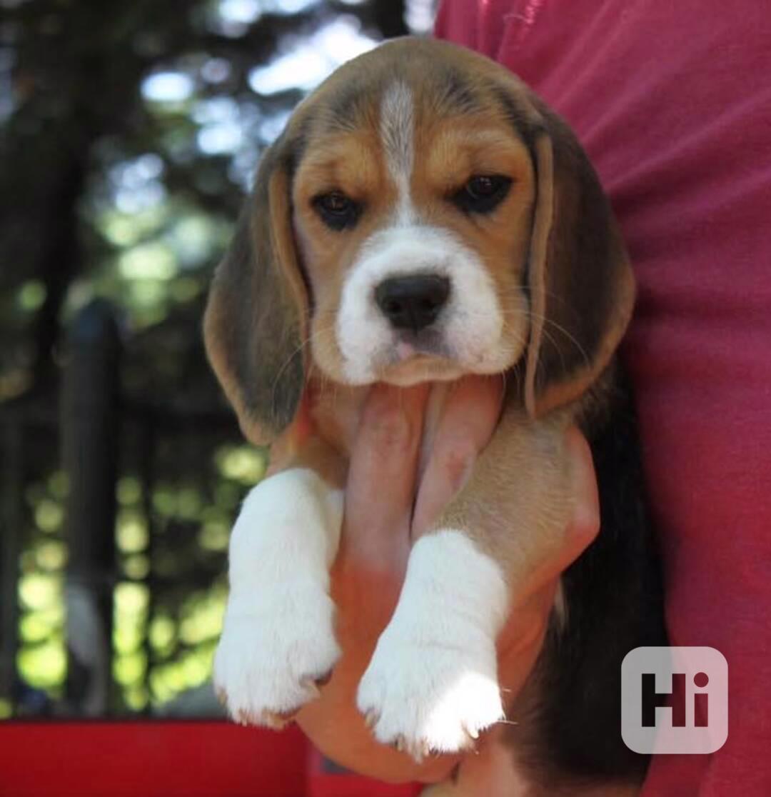 Super rozkošná štěňata bígla - foto 1