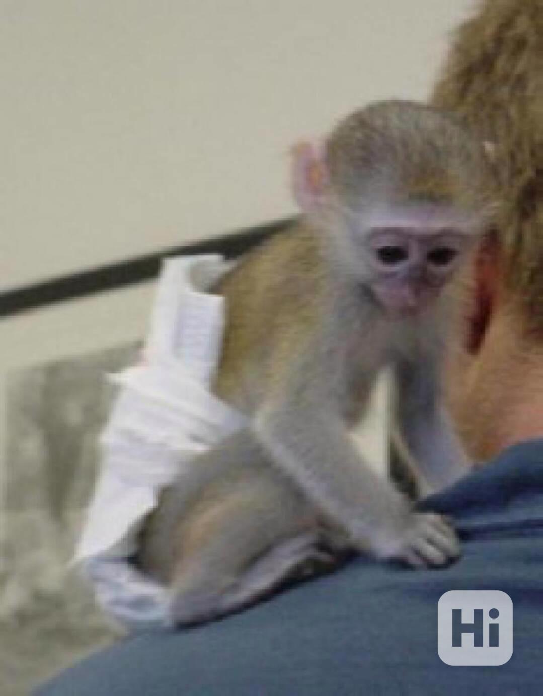 Nádherná opice připravená k adopci - foto 1