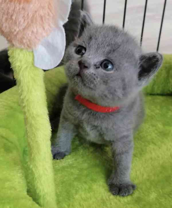 Úžasná Britská krátkosrstá koťátka k adopci zdarma - foto 1
