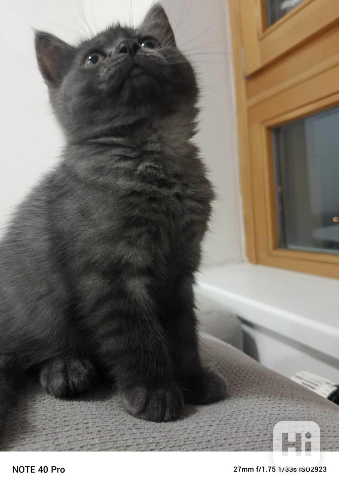 Whiskas kotatka stříbrná  - foto 1