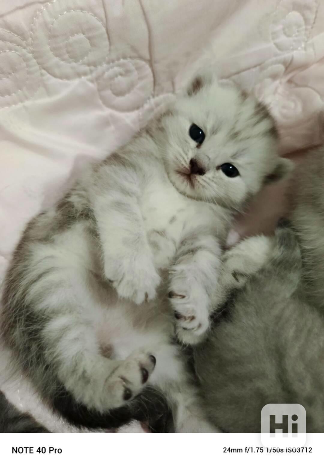 Whiskas kotatka stříbrná  - foto 1