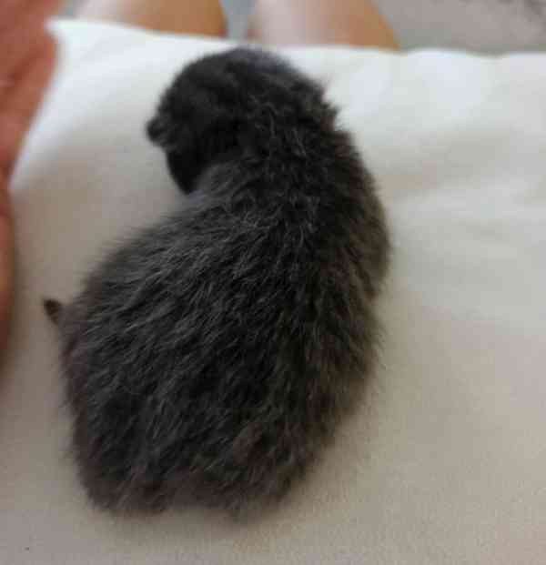 Whiskas kotatka stříbrná  - foto 4