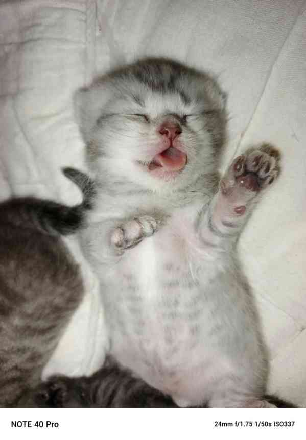 Whiskas kotatka stříbrná  - foto 2