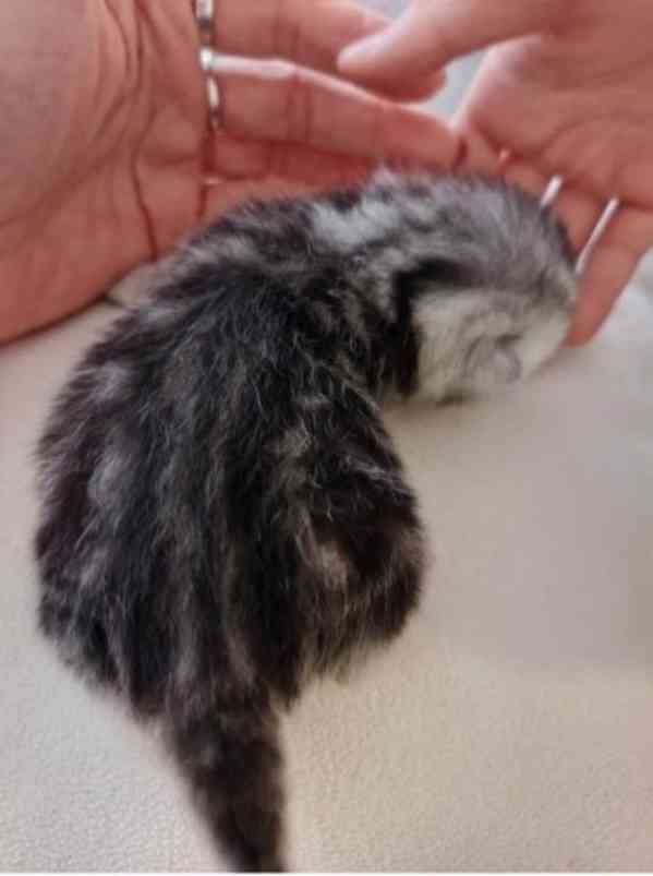 Whiskas kotatka stříbrná  - foto 5