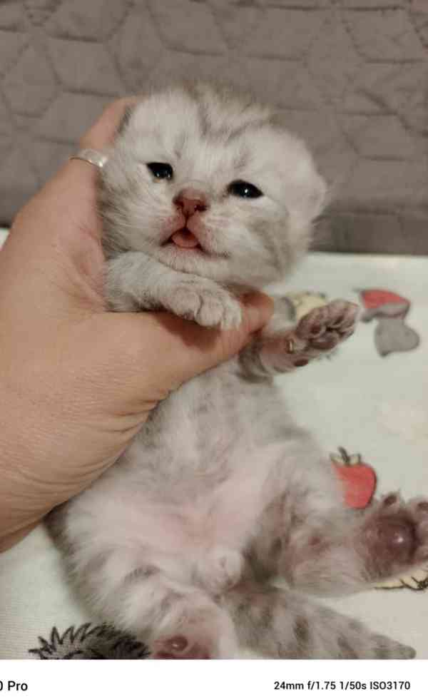 Whiskas kotatka stříbrná  - foto 3