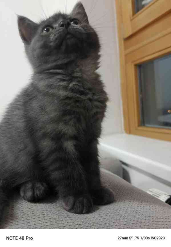 Whiskas kotatka stříbrná 