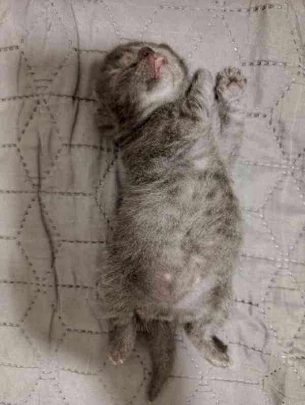 Whiskas kotatka stříbrná  - foto 6