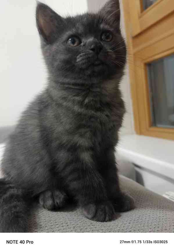 Whiskas kotatka stříbrná  - foto 2