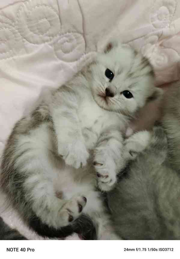 Whiskas kotatka stříbrná 