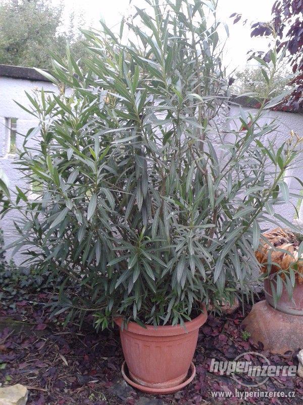 Oleandr obecný (Nerium oleander) - foto 1