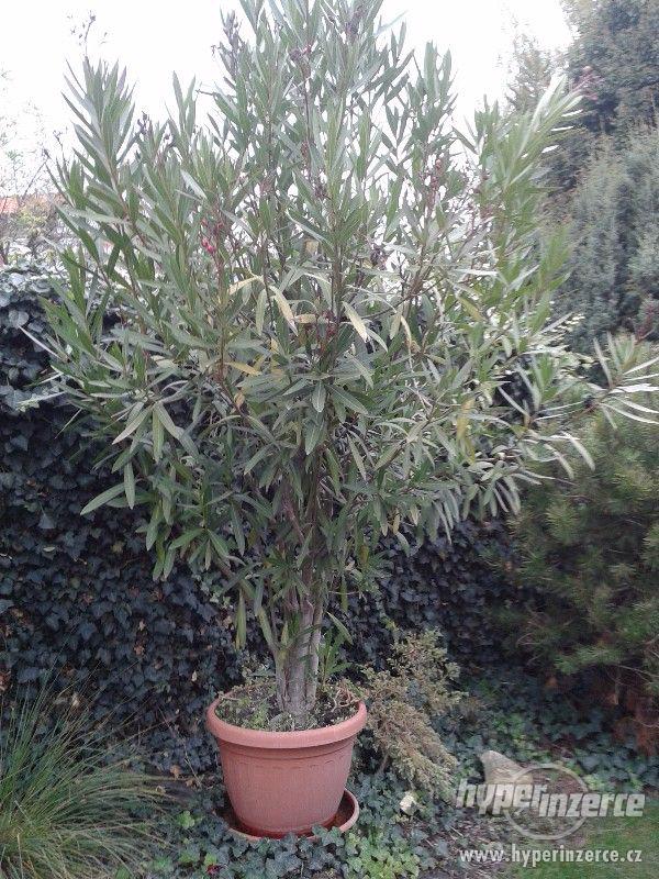 Oleandr obecný (Nerium oleander) - foto 2