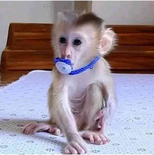  Energické milé kapucínské mládě