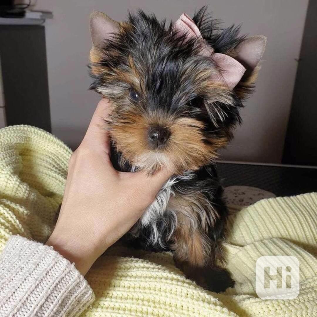 Jorkšírský terier štěňátka k dispozici - foto 1