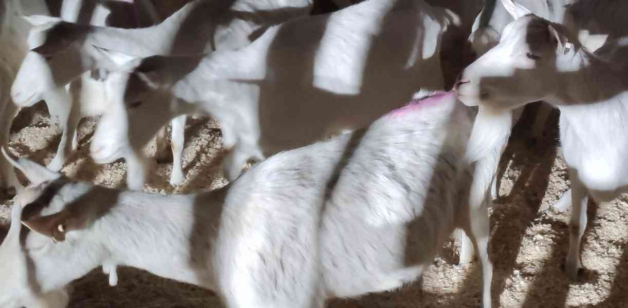 BIO CHOV PLEMENNÝCH KOZ VČETNĚ ŠPIČKOVÉ TECHNOLOGIE NA VÝROB - foto 6