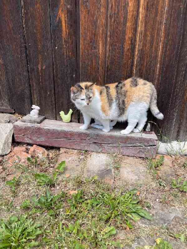 Kamarádi na první pohled - foto 2