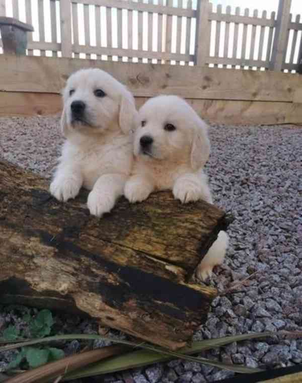 Roztomilá štěňata zlatého retrívra do dobrého domova - foto 2