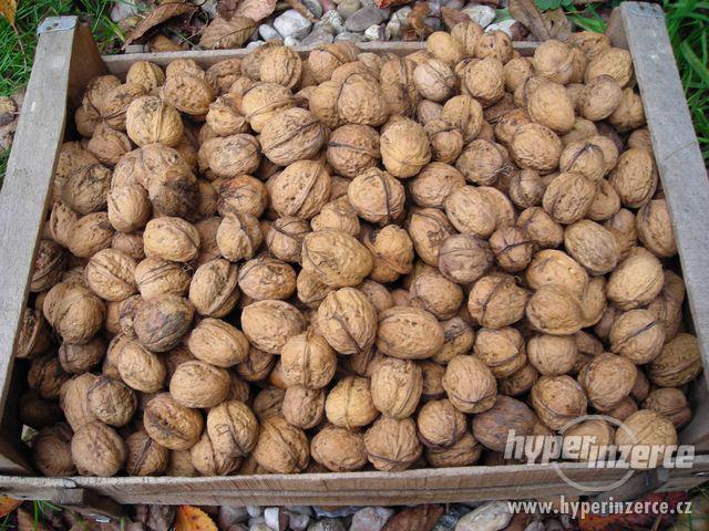 Prodám vlašské ořechy - 50,-Kg - foto 1