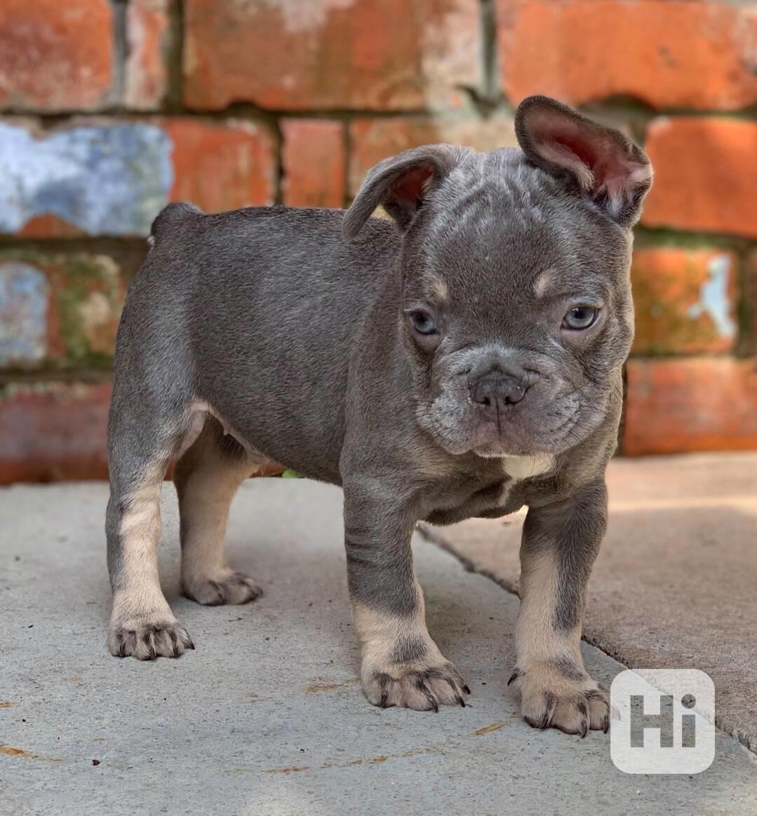 Krásná štěňata francouzského buldočka do nového domova - foto 1