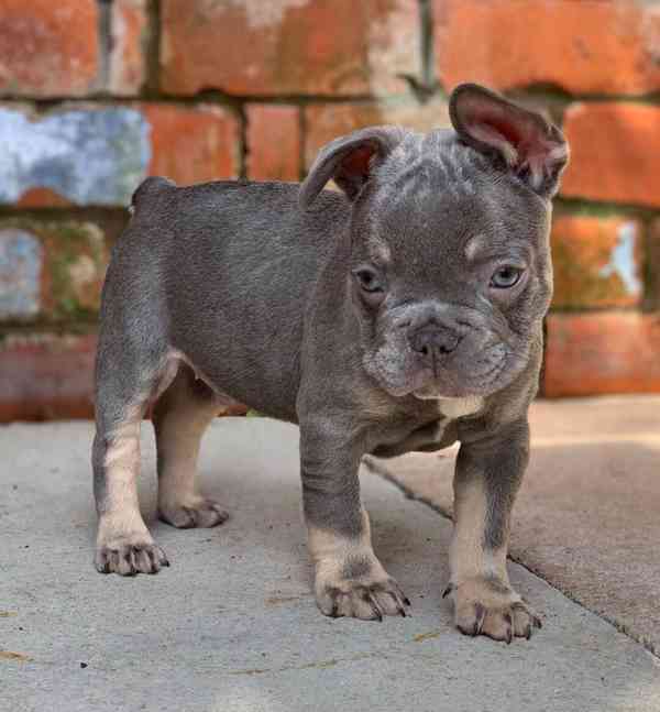 Krásná štěňata francouzského buldočka do nového domova - foto 1