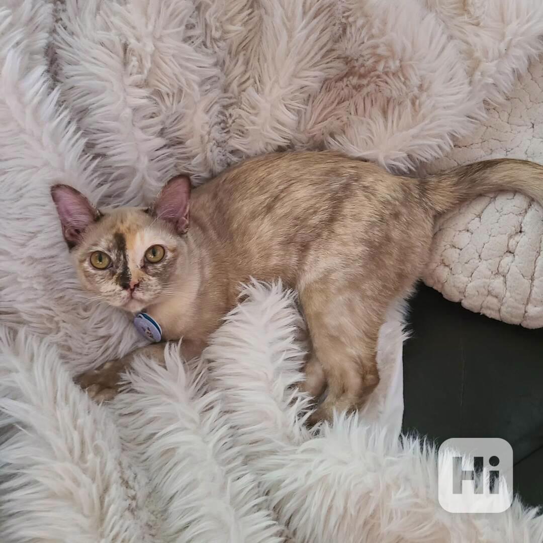 Tato roztomilá balijská koťátka  - foto 1