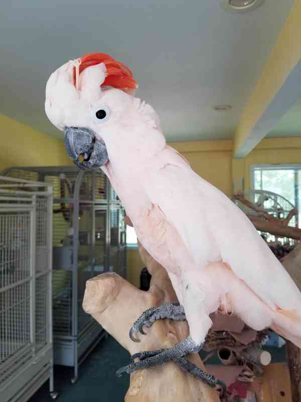  Nádherná samice kakadu deštníkového na prodej