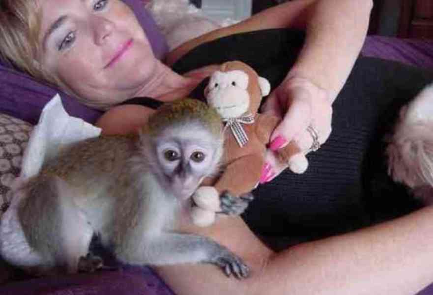 Zdarma Dítě kapucínské opice k adopci nyní zdarma   - foto 2