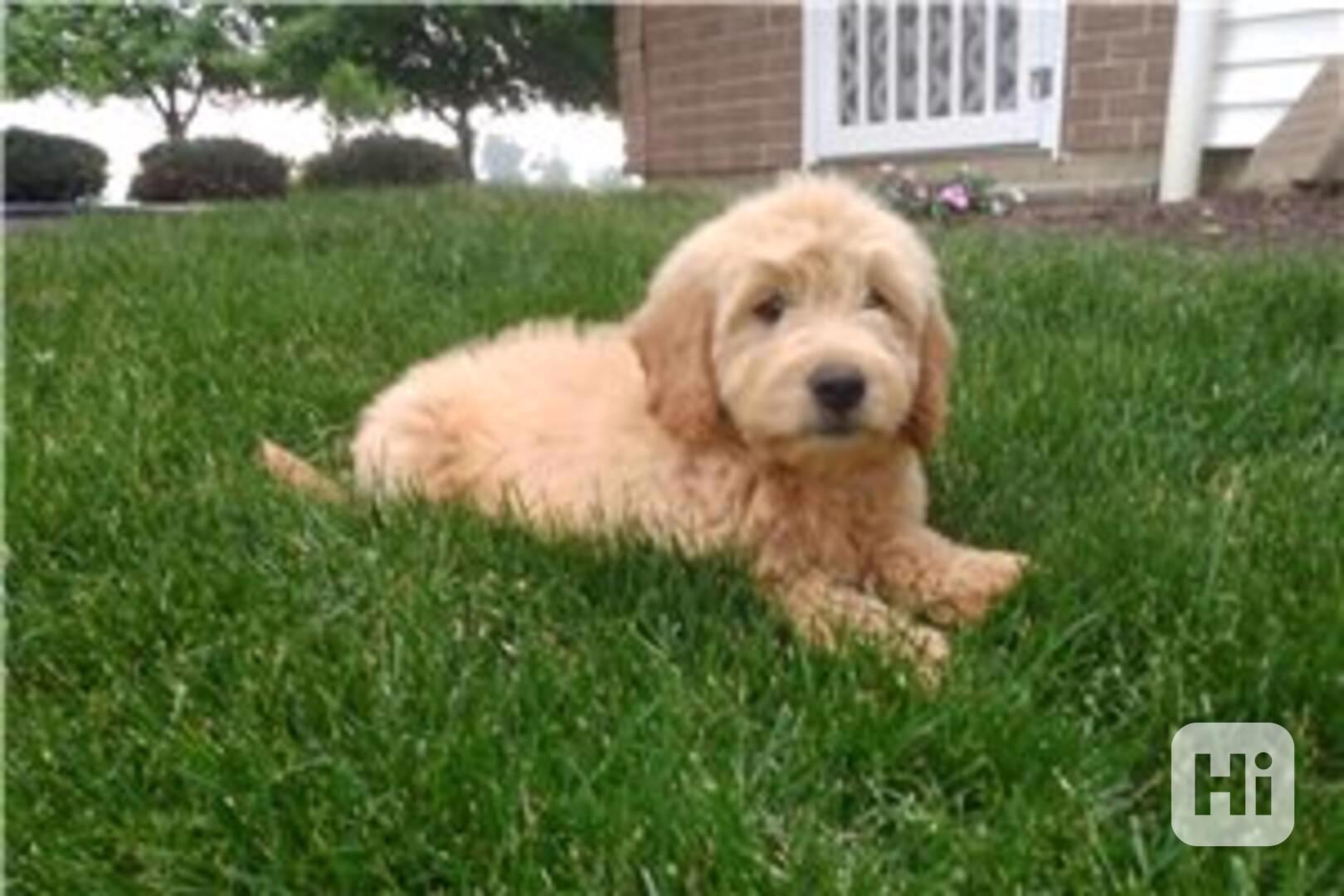 Krásná štěňata Goldendoodle, pejsek a fenka, k adopci. Krásn - foto 1
