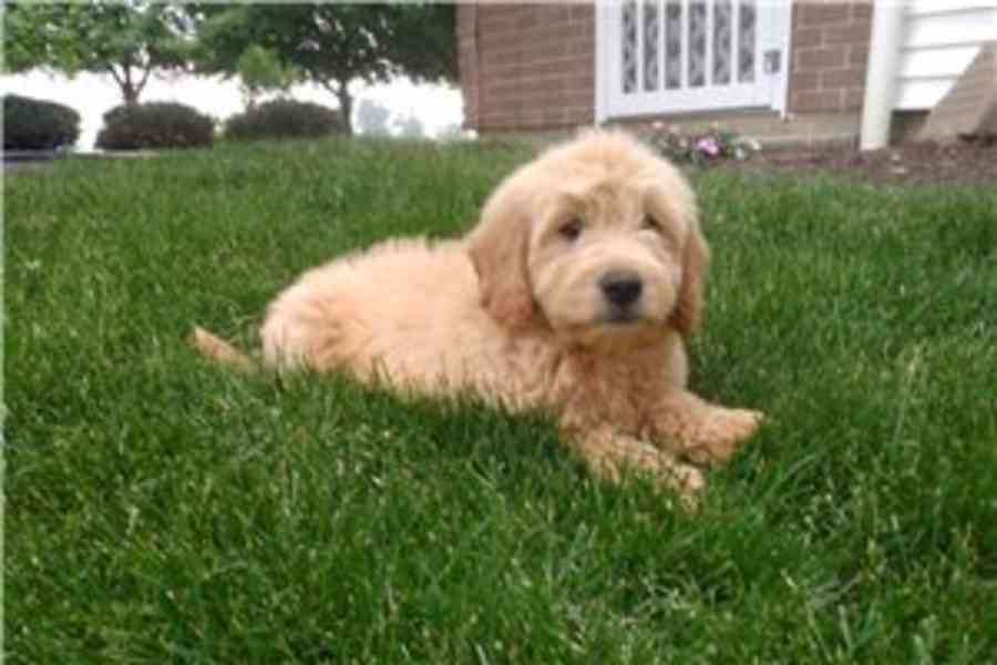 Krásná štěňata Goldendoodle, pejsek a fenka, k adopci. Krásn - foto 1