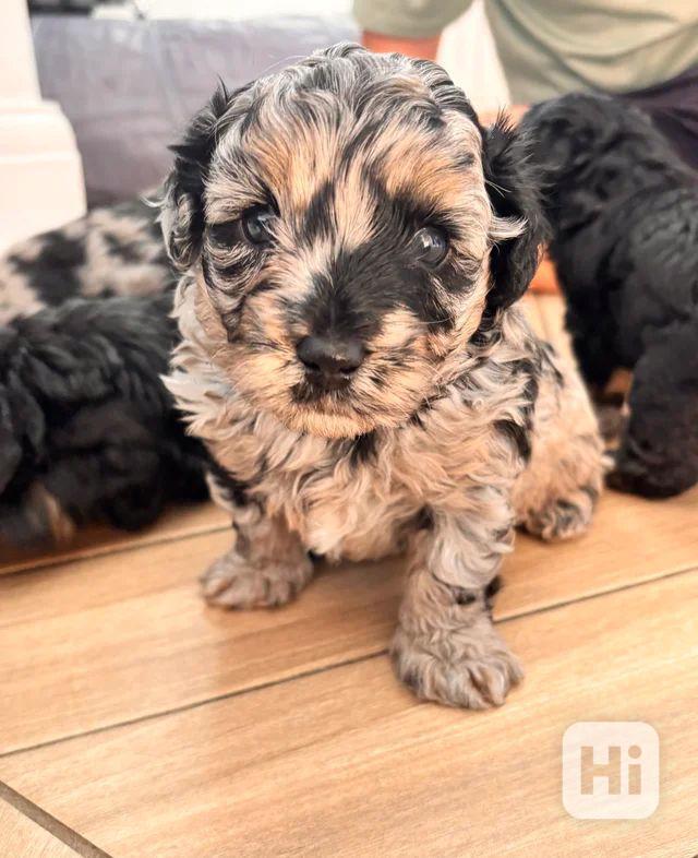 💎 Štěňátka merle a fantomového maltipoo ❤️ - foto 1