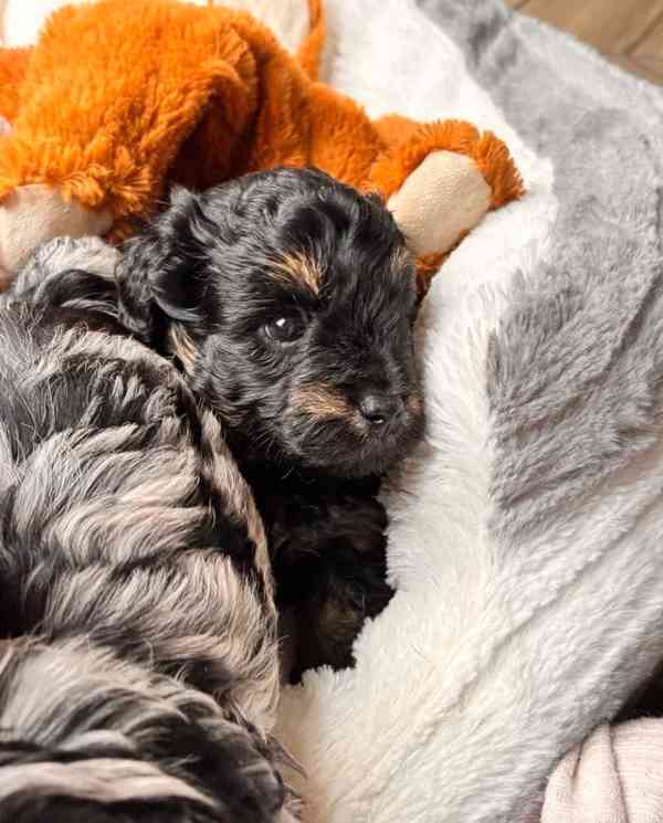 💎 Štěňátka merle a fantomového maltipoo ❤️ - foto 3