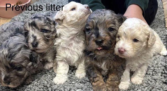 💎 Štěňátka merle a fantomového maltipoo ❤️ - foto 5