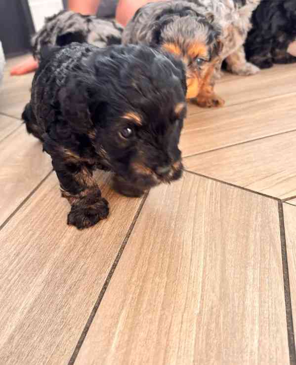 💎 Štěňátka merle a fantomového maltipoo ❤️ - foto 4