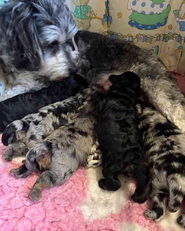 💎 Štěňátka merle a fantomového maltipoo ❤️ - foto 2