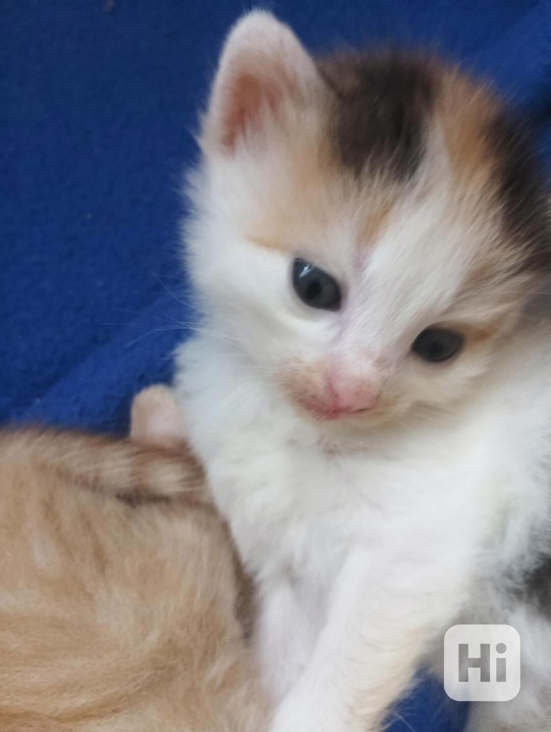 Daruji koťátka  - foto 1