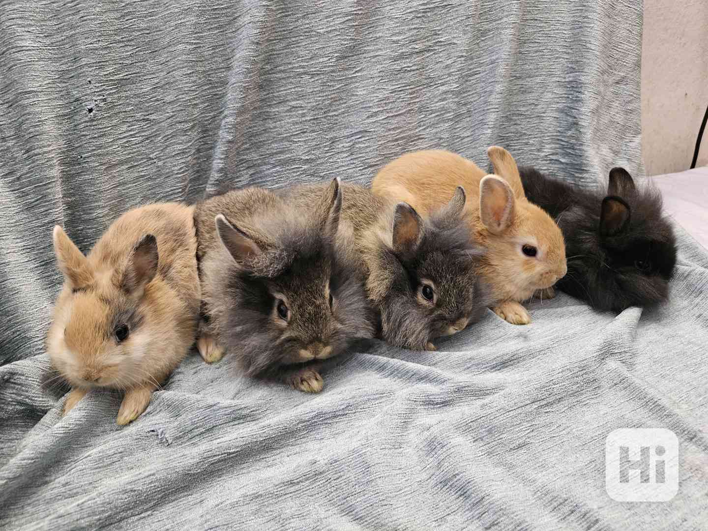 Zakrslý králíček  - foto 1
