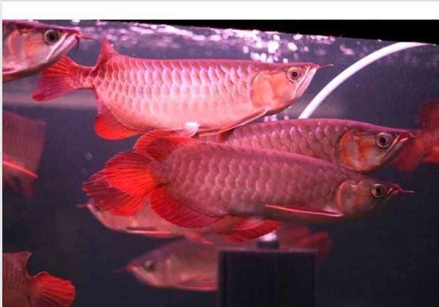 Prémiová kvalita asijské červené, zlaté sladkovodní ryby Aro - foto 1