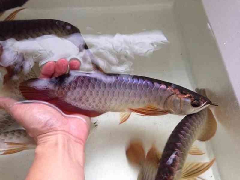 Prémiová kvalita asijské červené, zlaté sladkovodní ryby Aro - foto 5