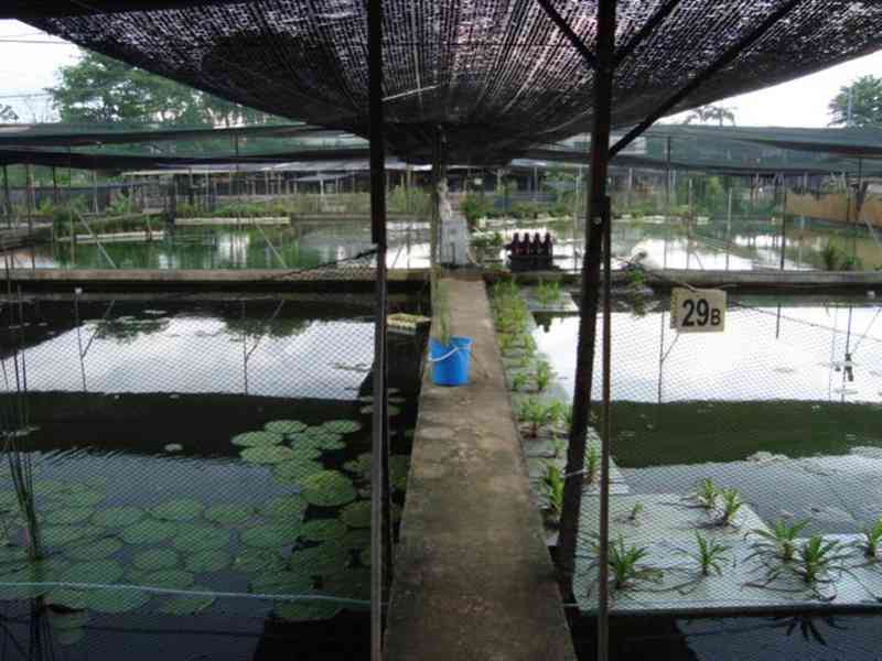 Prémiová kvalita asijské červené, zlaté sladkovodní ryby Aro - foto 4
