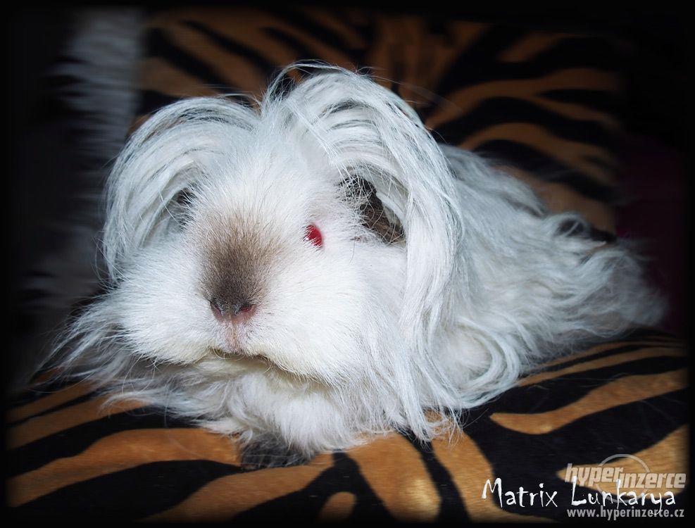 LUNKARYA HIMALAYA morčata, morčátka, morče - foto 1