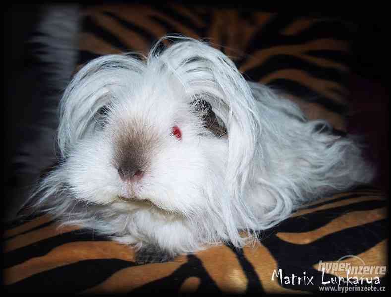 LUNKARYA HIMALAYA morčata, morčátka, morče - foto 1