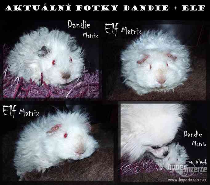 LUNKARYA HIMALAYA morčata, morčátka, morče - foto 2