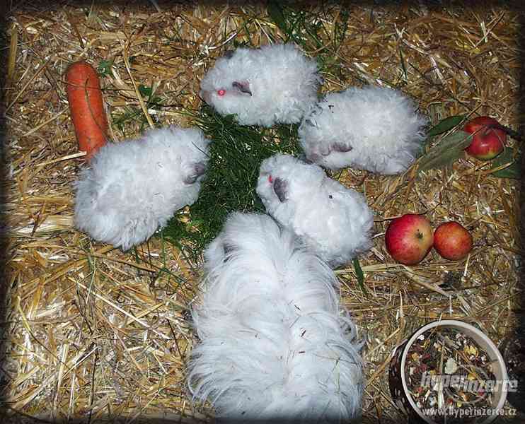 LUNKARYA HIMALAYA morčata, morčátka, morče - foto 3