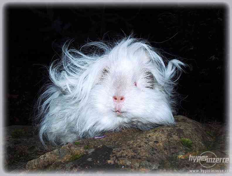 LUNKARYA HIMALAYA morčata, morčátka, morče - foto 4