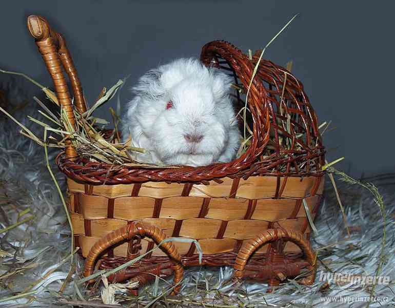 LUNKARYA HIMALAYA morčata, morčátka, morče - foto 5